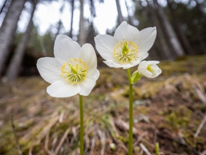 Christmas rose (Helleborus niger), near Tragoess, Styria, Austria, Europe