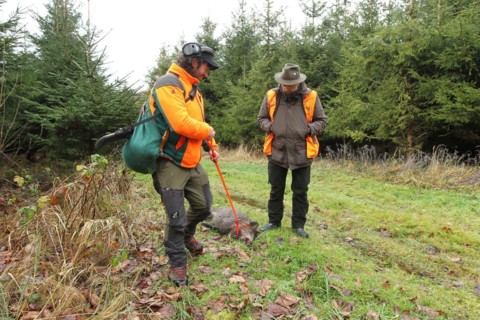 Wild boar hunt, hunter with safety waistcoat, hearing protection and rifle pulls a wild boar (Sus