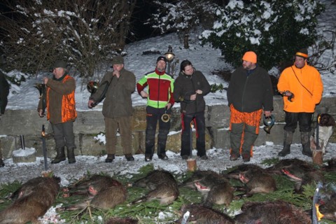 Wild boar (Sus scrofa) shot, hunting horn blowers during the ration laying, Allgaeu, Bavaria,