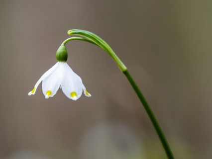 Spring snowdrop (Leucojum vernum), March snowdrop, March bell, large snowdrop. Amaryllis family