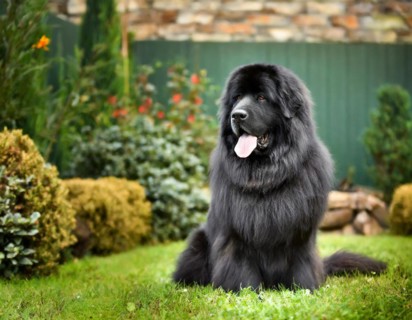 Dog, Newfoundland, whole figure, outside, in the garden, AI generated, AI generated