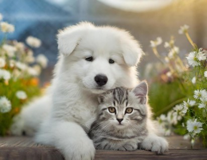 Dog, puppies of a white shepherd dog cuddling with a young white cat, AI generated, AI generated