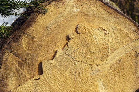 Cut through a tree trunk with annual rings and traces of the chainsaw, Allgaeu, Swabia, Bavaria,