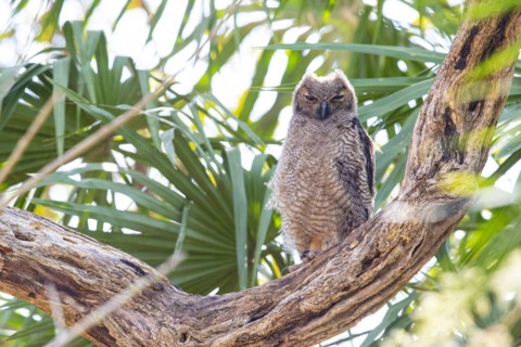 Virginia eagle owl (Bubo virginianus) Pantanal Brazil