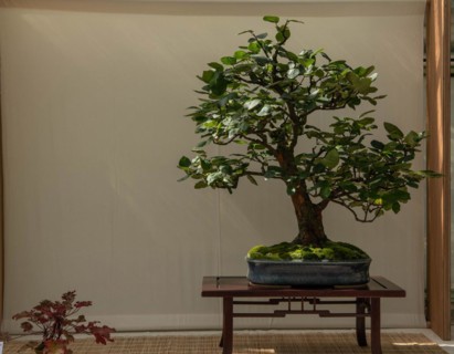 Bonsai