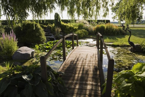 Silhouetted Salix, Weeping Willow tree branches and brown wooden footbridge bordered by Hosta