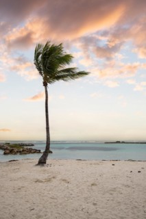 Caribbean dream beach with palm trees, white sandy beach and turquoise-coloured, crystal-clear