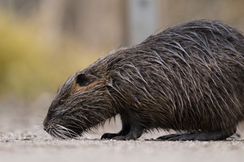 Nutria (Myocastor coypus), wet, walking across a gravelled path to the left with its nose on the