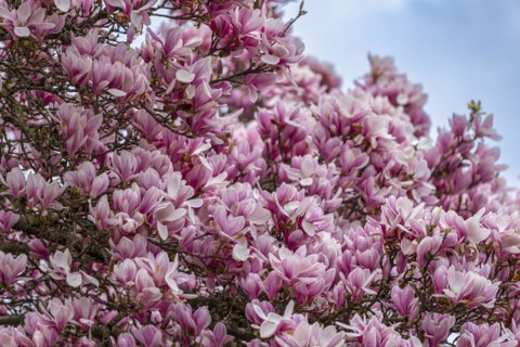 Tree with magnolia blossoms, magnolia (Magnolia), magnolia x soulangeana (Magnolia xsoulangeana),