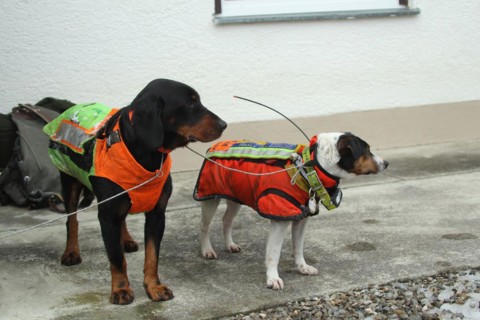 Hunting dogs with safety waistcoats in front of the start of the hunt for wild boars (Sus scrofa),