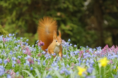 Eurasian red squirrel (Sciurus vulgaris) on a blue star meadow, Hesse, Germany, Europe