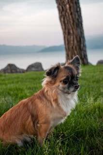 Brown long-haired Chihuahua sitting in a meadow in front of Lake Garda, Sirmione, Lake Garda,