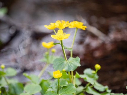 Marsh marigolds (Caltha palustris), banks of the Laming, near Tragoess, Styria, Austria, Europe