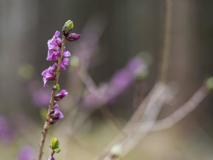 Mezereon (Daphne mezereum), near Tragoess, Styria, Austria, Europe