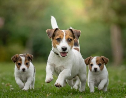 Dog, Jack Russell Terrier with puppies running around, AI generated, AI generated