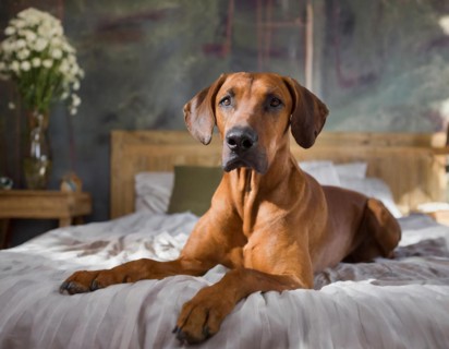 Dog, Rhodesian Ridgeback lying on a bed in the bedroom, AI generated, AI generated