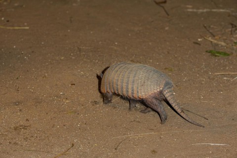 Giant armadillo (Priodontes maximus) Pantanal Brazil
