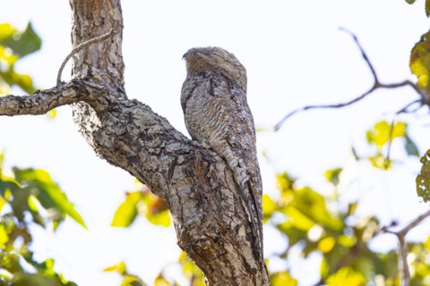 Great potoo (Nyctibius grandis) Pantanal Brazil