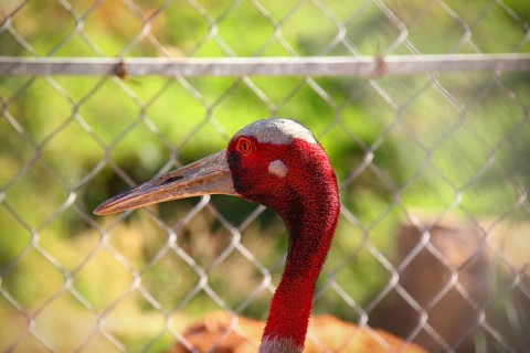 Close up of a Sarus Crane or Grus antigone behind a chain link fence at rehabilitation center in
