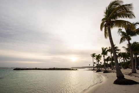 Caribbean dream beach with palm trees, white sandy beach and turquoise-coloured, crystal-clear