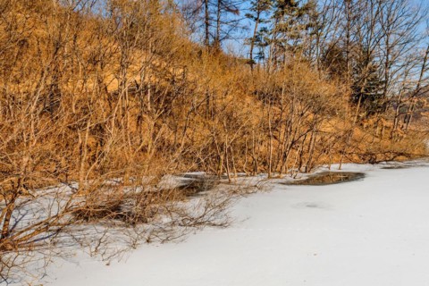 Dense dry shrubbery partially covered with snow, in South Korea