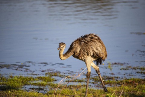 Nandu (Rhea americana) Pantanal Brazil