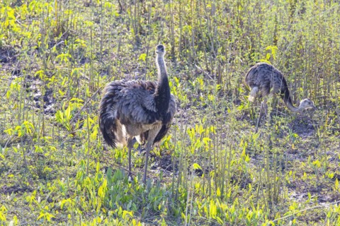 Nandu (Rhea americana) Pantanal Brazil