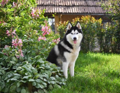 Dog, husky, whole figure, outside, in the garden, AI generated, AI generated