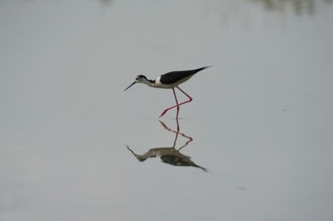 Black-winged Stilt, Himantopus himantopus, italy