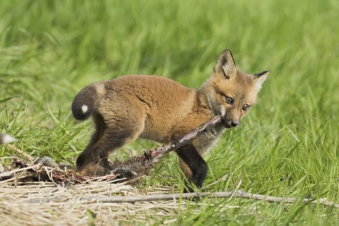 Red fox. Vulpes vulpes. .Fox cub eating the remains of a muskrat. Province of Quebec. Canada