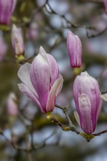 Blossoms of a magnolia (Magnolia), magnolia x soulangeana (Magnolia xsoulangeana), magnolia