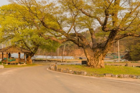 Large tree in rural farming community. Tree is 630 years old, 25 meters tall and with girth of 7.5