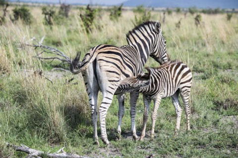 Plains zebra (Equus quagga) foal suckling, Madikwe Game Reserve, North West Province, South Africa,