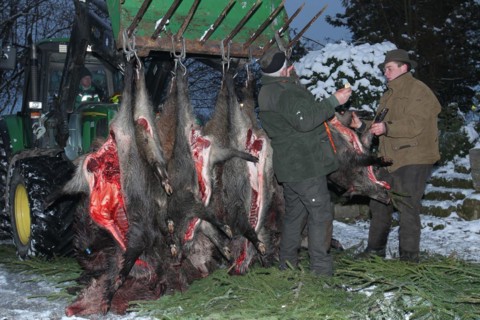 Wild boar (Sus scrofa) that have already been killed and broken open are prepared for traditional