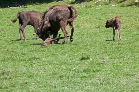European bison (Bison bonasus) bull attacking helpless calf lying on the ground, captive, Sweden,