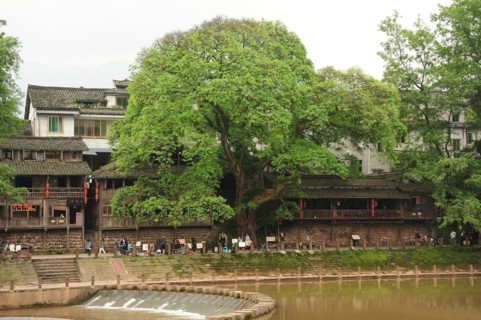 Liujiang water village, travel, river, banyan tree, ficus subgenus urostigma, sichuan, china