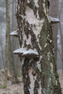 Tinder fungus (Fomes fomentarius), fruiting body on a downy birch (Betula pubescens) trunk, Lower