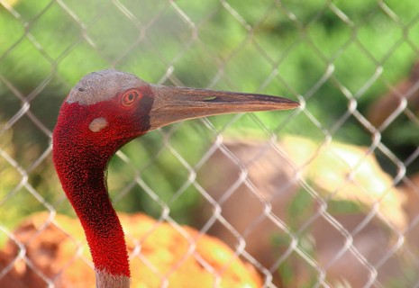 Close up of a Sarus Crane or Grus antigone behind a chain link fence at rehabilitation center in