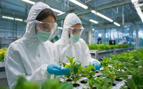 Biologists in protective suits grow vegetables in the lab, the concept of biotechnology, plant care