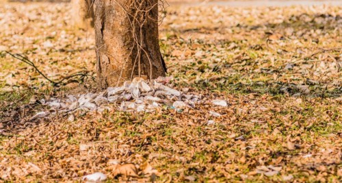 Scattered trash lies around the base of a tree amid fallen leaves, in South Korea
