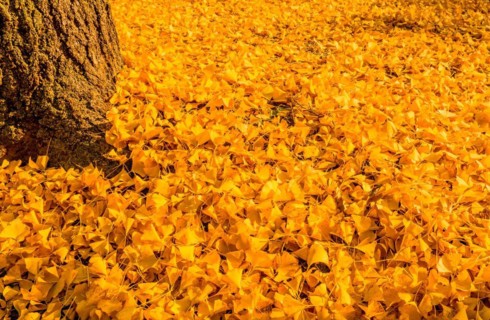 A lush blanket of golden yellow ginkgo leaves covers the ground in an autumn scene, in South Korea