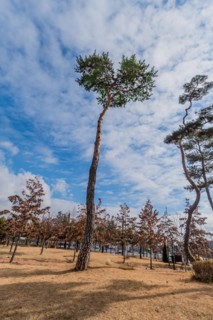 A single tall pine tree stands against a blue cloudy sky surrounded by dry grass, in South Korea
