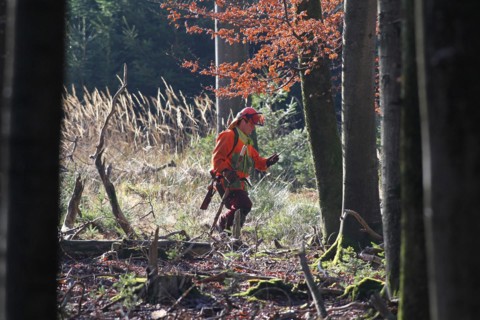Wild boar (Sus scrofa) Dog handler reads GPS data from his mobile phone and rushes to his dogs,