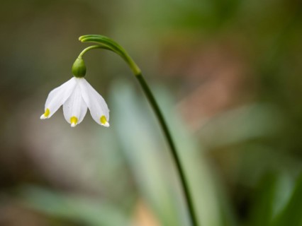 Spring snowdrop (Leucojum vernum), March snowdrop, March bell, large snowdrop. Amaryllis family