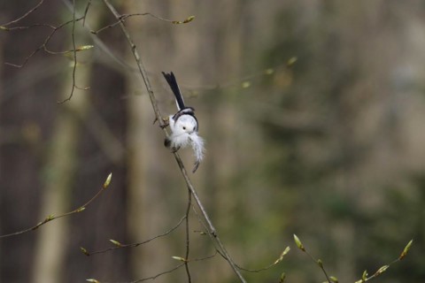Long-tailed Tit, March, Germany, Europe
