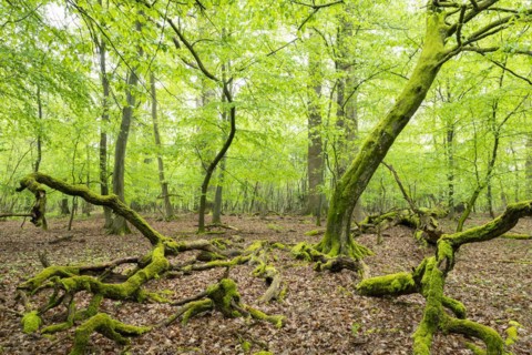 Near-natural deciduous forest, moss-covered deadwood, in spring, Barnbruch Forest nature reserve,