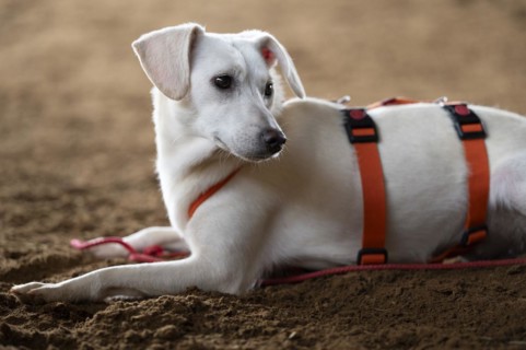 Domestic dog (Canis lupus familiaris), light-coloured coat, female, young, animal welfare dog,