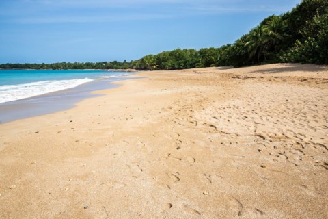 Lonely, wide sandy beach with turquoise-coloured sea. Tropical plants in a bay in the Caribbean