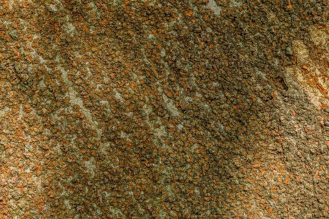 Close-up of crustose lichen creating an abstract texture, in South Korea
