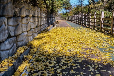 A sunlit path covered with yellow leaves, flanked by a stone wall and wooden fence, in South Korea